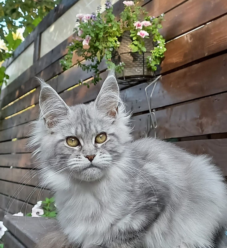 Rita  Akbars - Kitten maine-coon 4 months 4 weeks