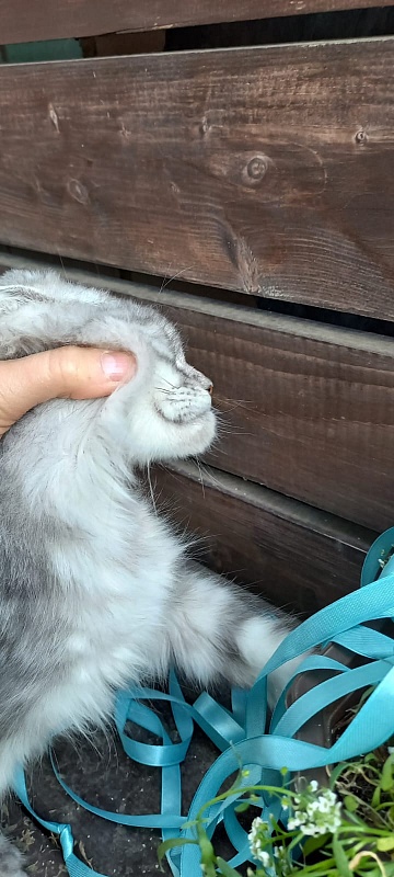 Rita  Akbars - Kitten maine-coon 4 months 4 weeks