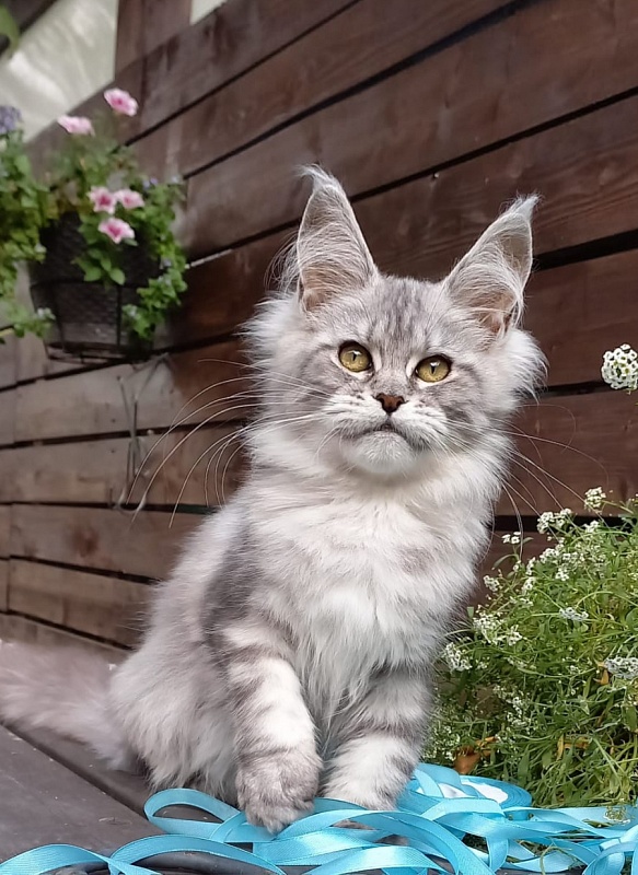 Rita  Akbars - Kitten maine-coon 4 months 4 weeks