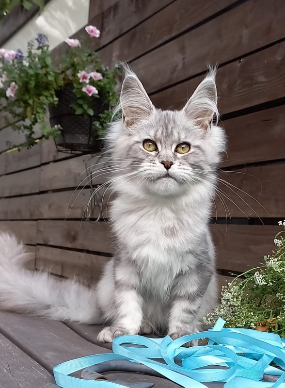 Rita  Akbars - Kitten maine-coon 4 months 4 weeks
