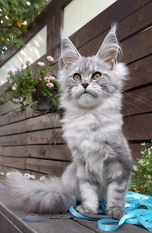 Rita  Akbars - Kitten maine-coon 4 months 4 weeks