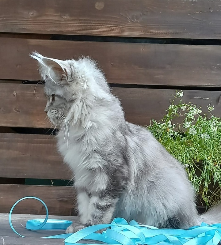 Rita  Akbars - Kitten maine-coon 4 months 4 weeks