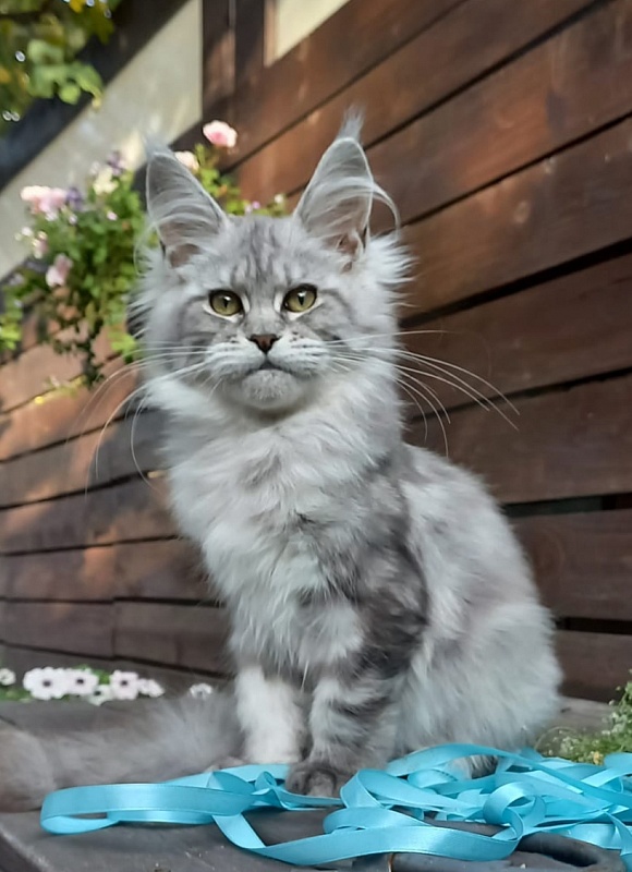 Rita  Akbars - Kitten maine-coon 4 months 4 weeks