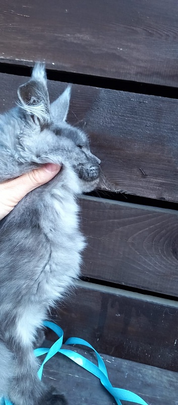 Rina Akbars - Kitten maine-coon 4 months 3.5 weeks