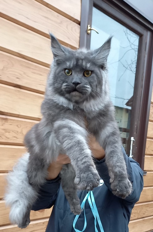 Rina Akbars - Kitten maine-coon 6 months 2 weeks