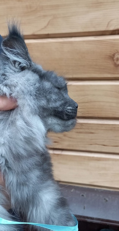 Rina Akbars - Kitten maine-coon 6 months 2 weeks