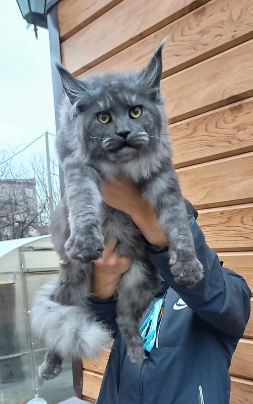 Rina Akbars - Kitten maine-coon 6 months 2 weeks