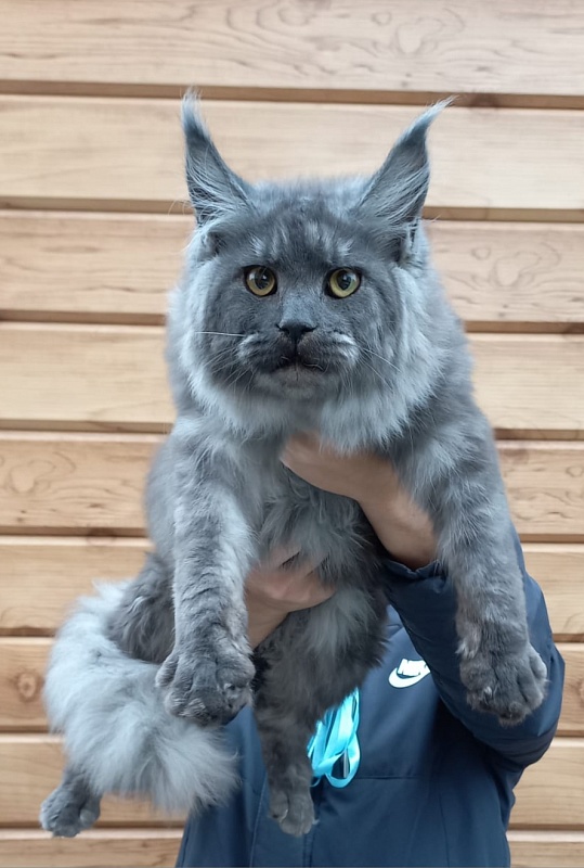 Rina Akbars - Kitten maine-coon 6 months 2 weeks