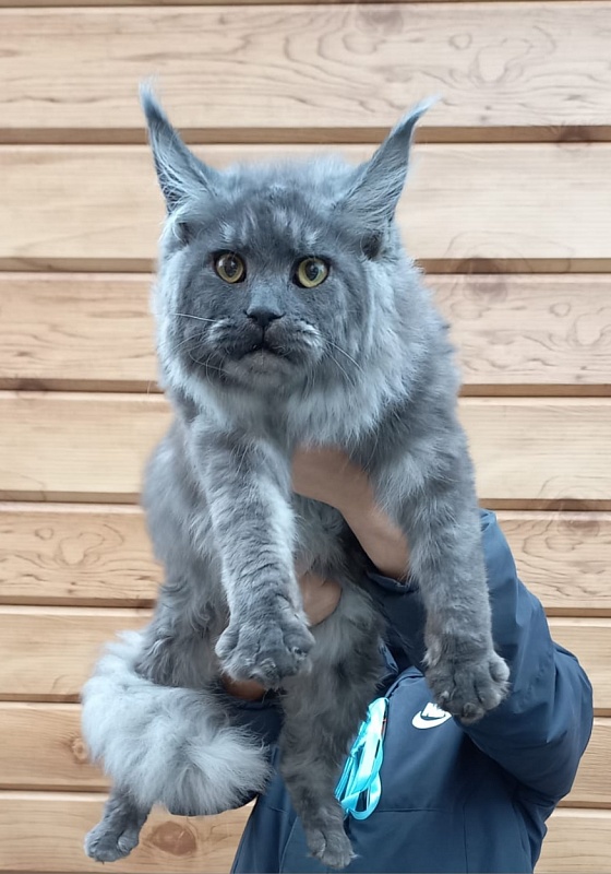 Rina Akbars - Kitten maine-coon 6 months 2 weeks