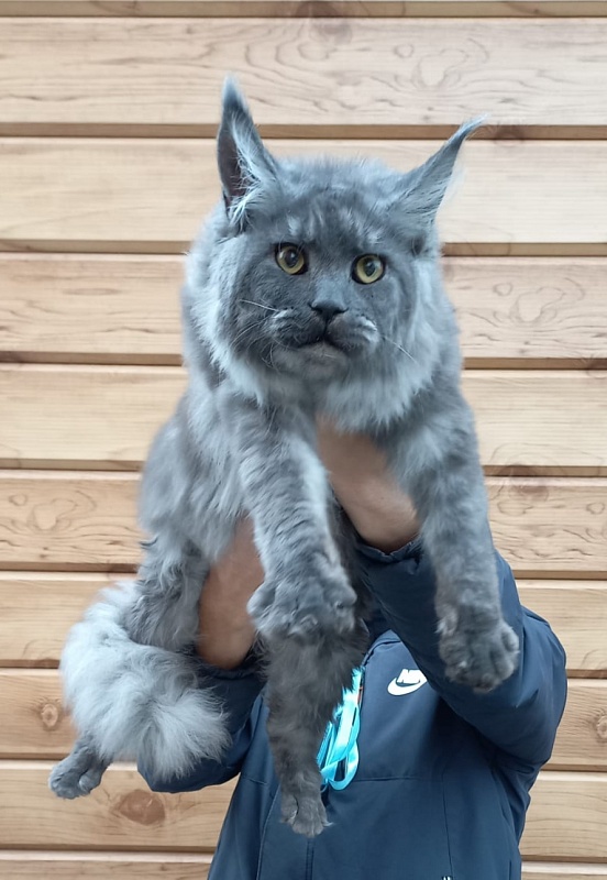 Rina Akbars - Kitten maine-coon 6 months 2 weeks