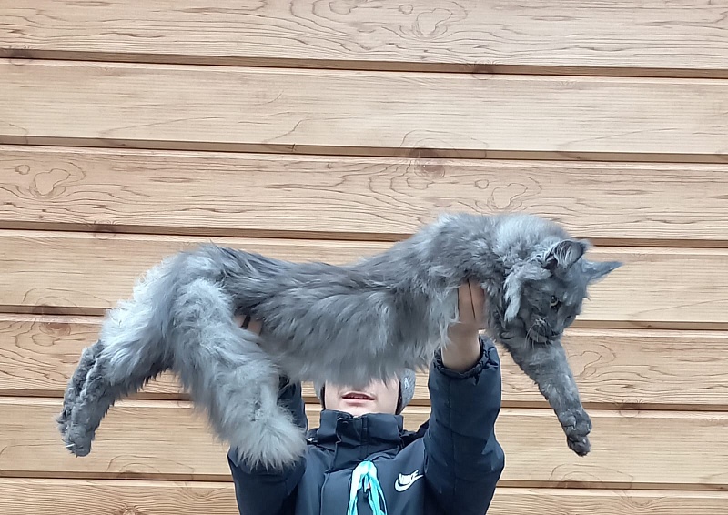 Rina Akbars - Kitten maine-coon 6 months 2 weeks