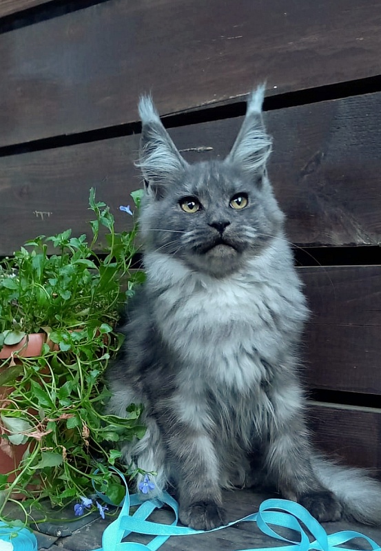 Rina Akbars - Kitten maine-coon 4 months 4 weeks