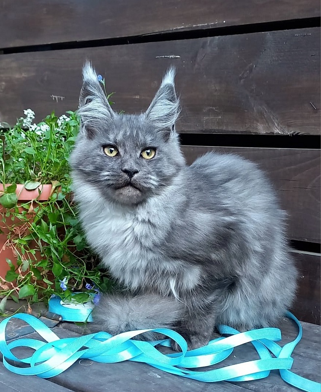 Rina Akbars - Kitten maine-coon 4 months 4 weeks