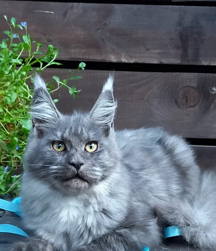 Rina Akbars - Kitten maine-coon 4 months 4 weeks