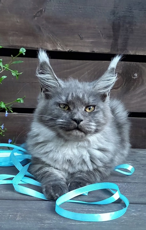 Rina Akbars - Kitten maine-coon 4 months 4 weeks