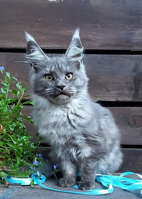 Rina Akbars - Kitten maine-coon 4 months 4 weeks