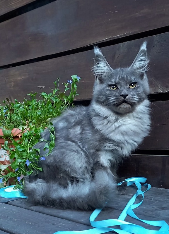 Rina Akbars - Kitten maine-coon 4 months 4 weeks