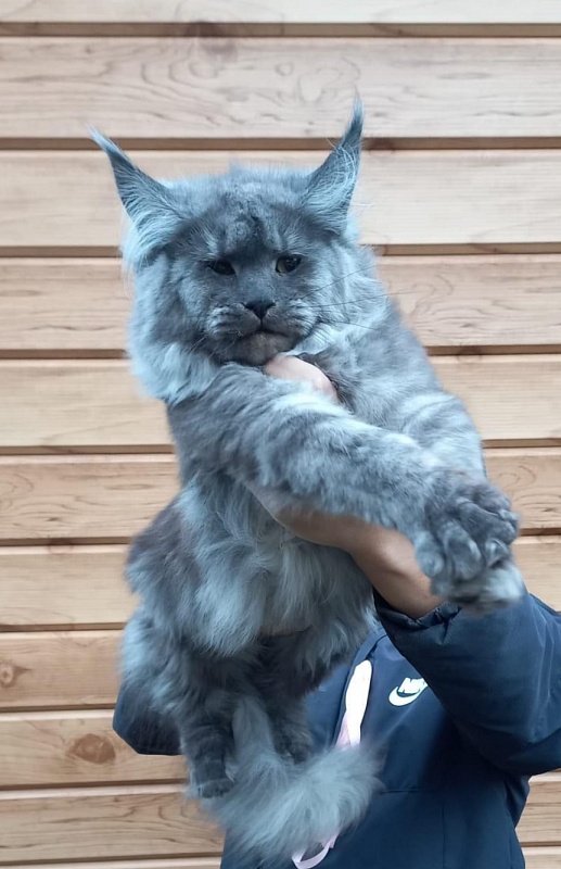 Rina Akbars - Kitten maine-coon 6 months 2 weeks