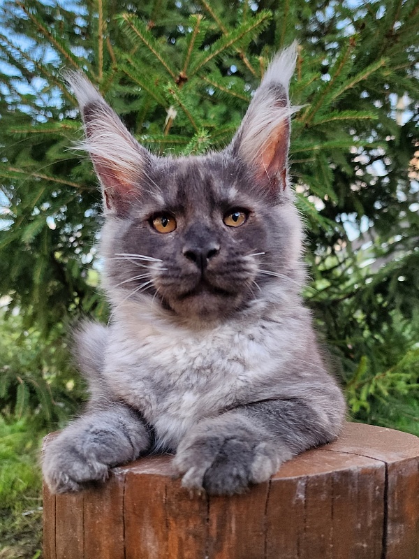 Upward Liman  Akbars - Kitten maine-coon 3 months 1 week