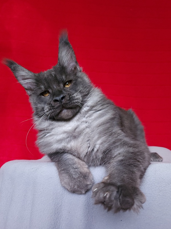 Upward Liman  Akbars - Kitten maine-coon 4 months 3.5 weeks