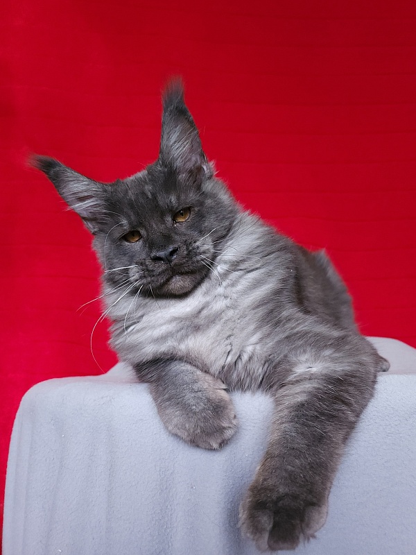 Upward Liman  Akbars - Kitten maine-coon 4 months 3.5 weeks