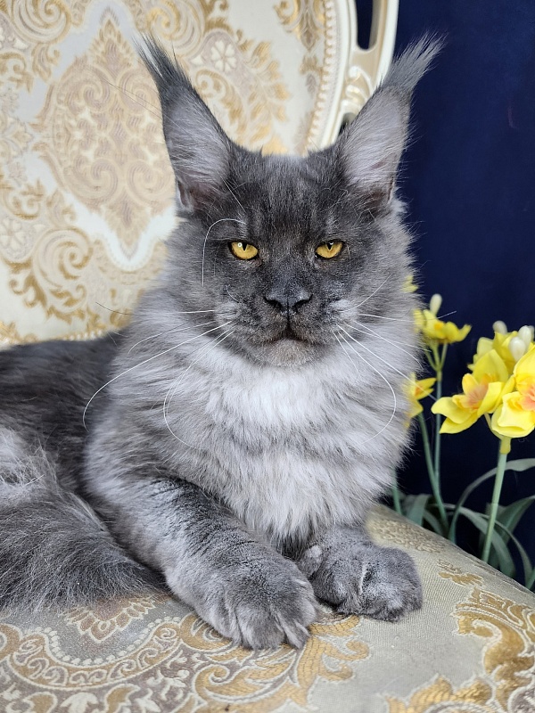 Upward Liman  Akbars - Kitten maine-coon 5 months 3 weeks