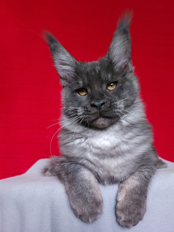 Upward Liman  Akbars - Kitten maine-coon 4 months 3.5 weeks