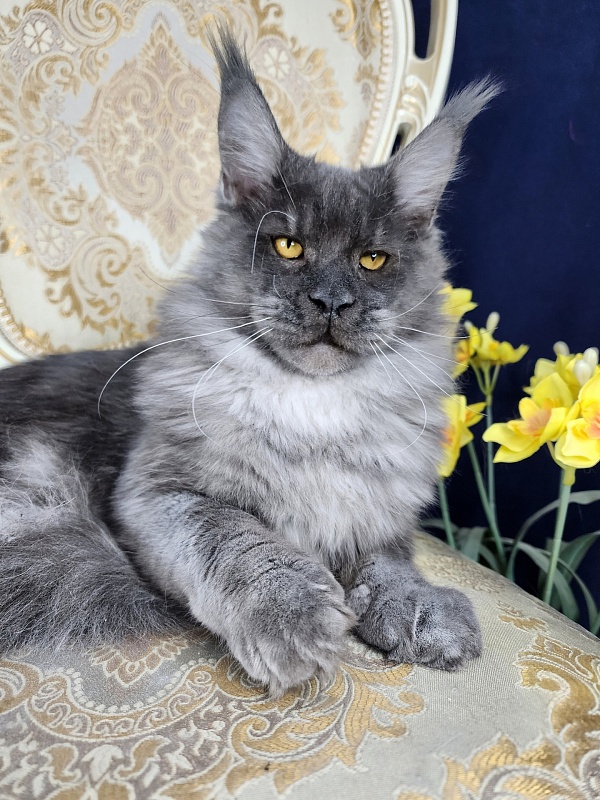 Upward Liman  Akbars - Kitten maine-coon 5 months 3 weeks