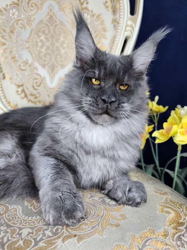 Upward Liman  Akbars - Kitten maine-coon 5 months 3 weeks