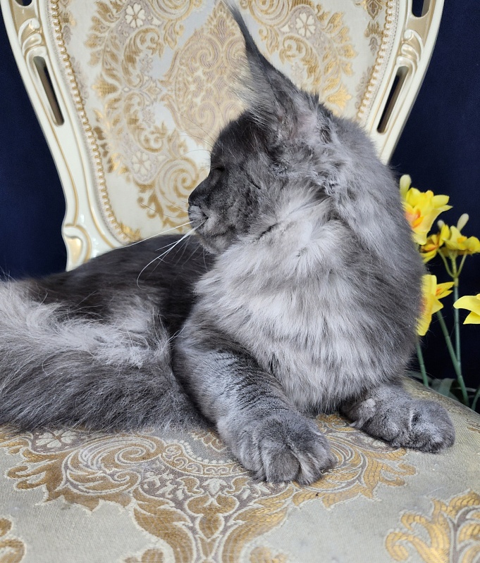 Upward Liman  Akbars - Kitten maine-coon 5 months 3 weeks