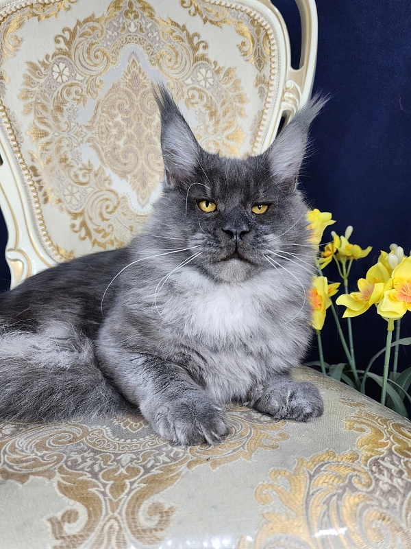 Upward Liman  Akbars - Kitten maine-coon 5 months 3 weeks