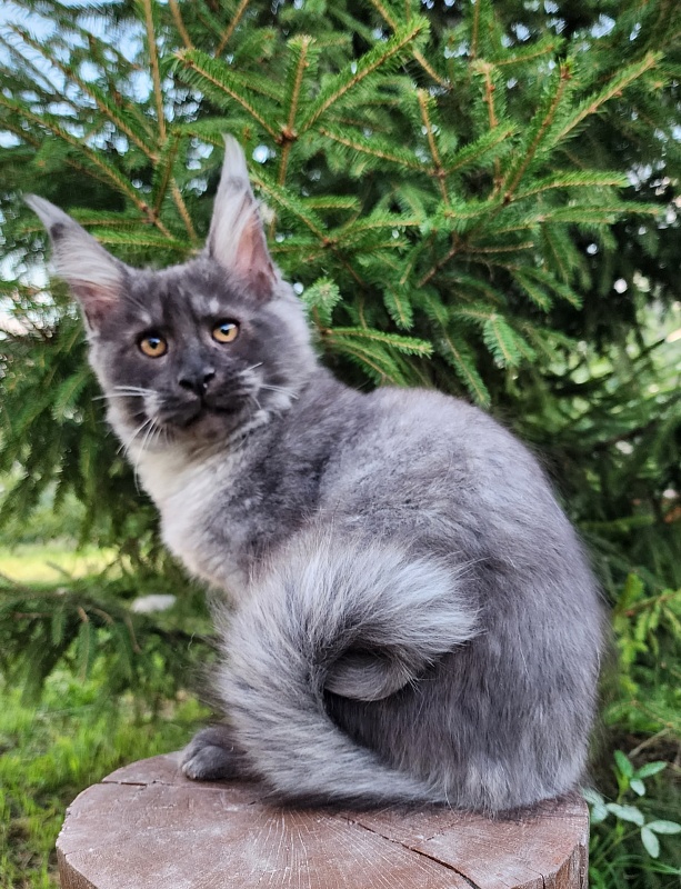 Upward Liman  Akbars - Kitten maine-coon 3 months 1 week