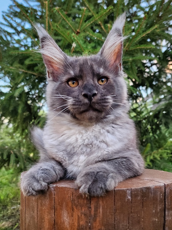 Upward Liman  Akbars - Kitten maine-coon 3 months 1 week