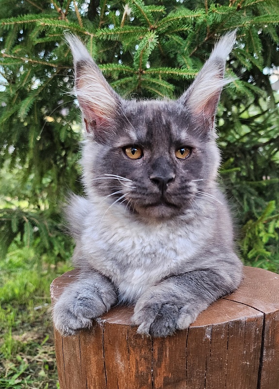 Upward Liman  Akbars - Kitten maine-coon 3 months 1 week