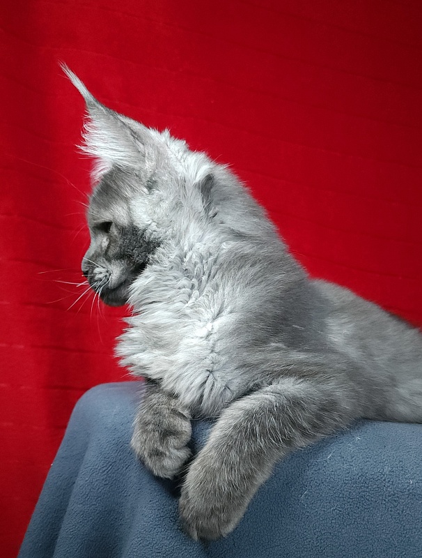 Upward Liman  Akbars - Kitten maine-coon 4 months 3 weeks