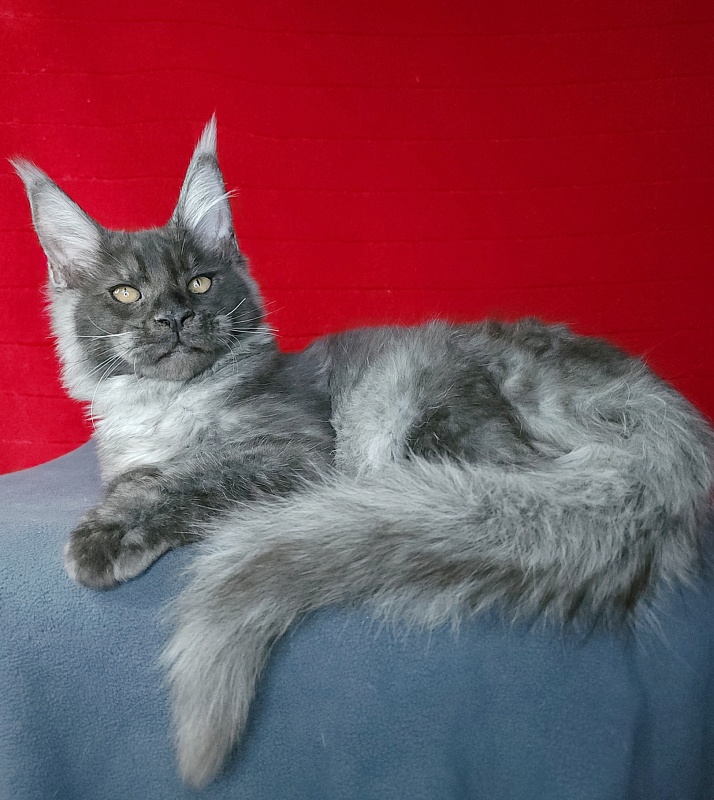 Upward Liman  Akbars - Kitten maine-coon 4 months 3 weeks