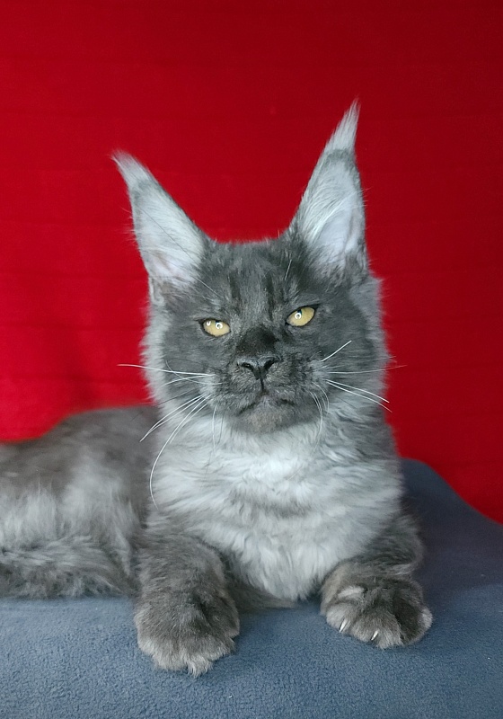 Upward Liman  Akbars - Kitten maine-coon 4 months 3 weeks