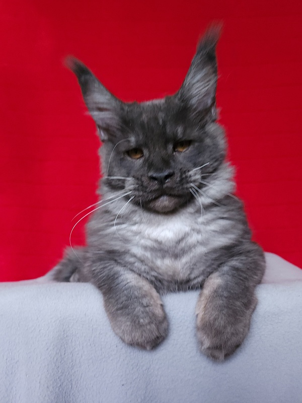 Upward Liman  Akbars - Kitten maine-coon 4 months 3.5 weeks