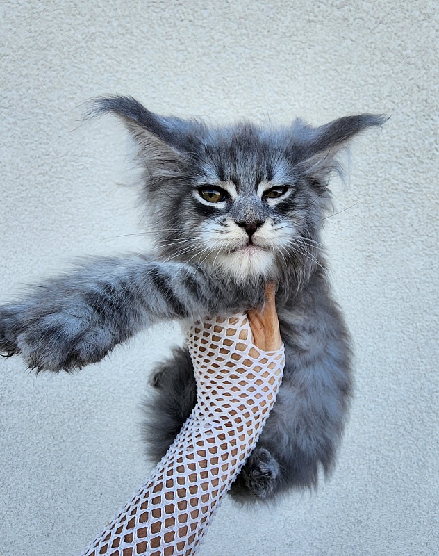 Veles Akbars - Kitten maine-coon 1 month 4 weeks