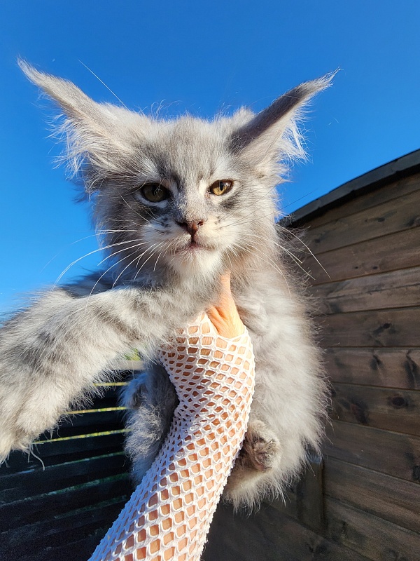 Veles Akbars - Kitten maine-coon 1 month 4 weeks