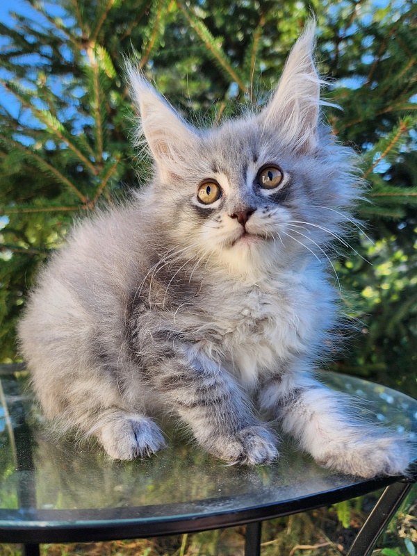 Veles Akbars - Kitten maine-coon 1 month 4 weeks