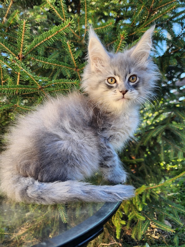 Veles Akbars - Kitten maine-coon 1 month 4 weeks