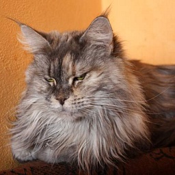 Capricious Cream Darrem Casus