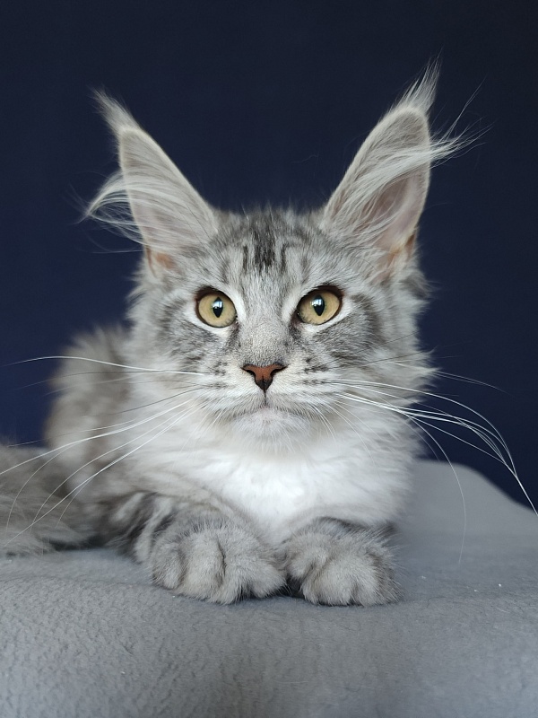 Vella Akbars - Kitten maine-coon 3 months 1 week