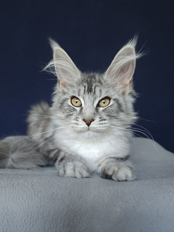 Vella Akbars - Kitten maine-coon 3 months 1 week