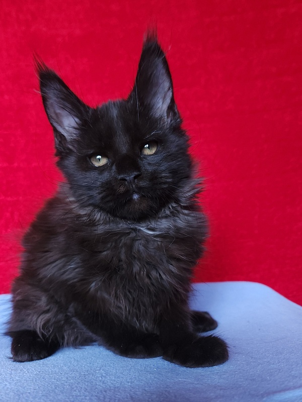 Lester Akbars - Kitten maine-coon 2 months 3 weeks