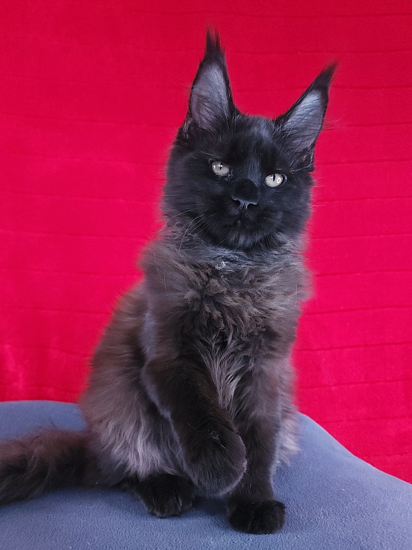 Lester Akbars - Kitten maine-coon 3 months 3 weeks