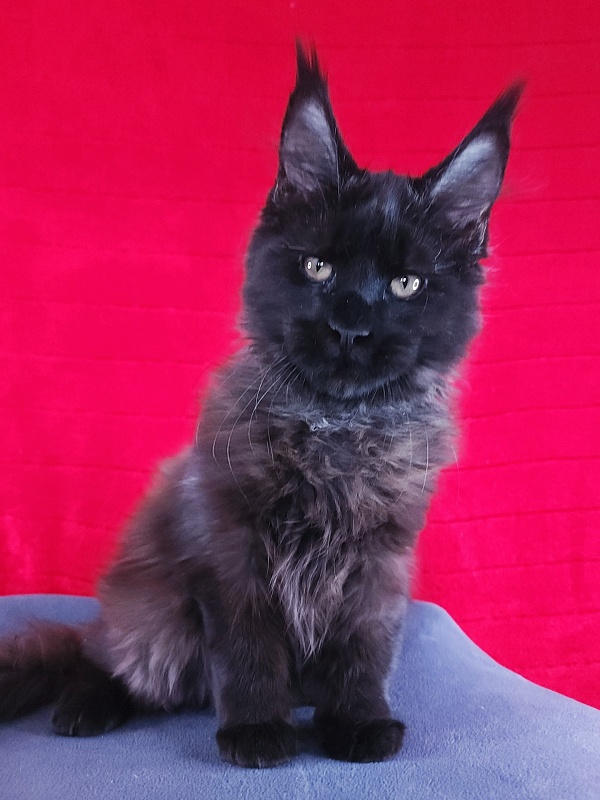 Lester Akbars - Kitten maine-coon 3 months 3 weeks