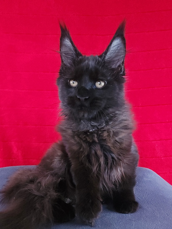 Lester Akbars - Kitten maine-coon 3 months 3 weeks