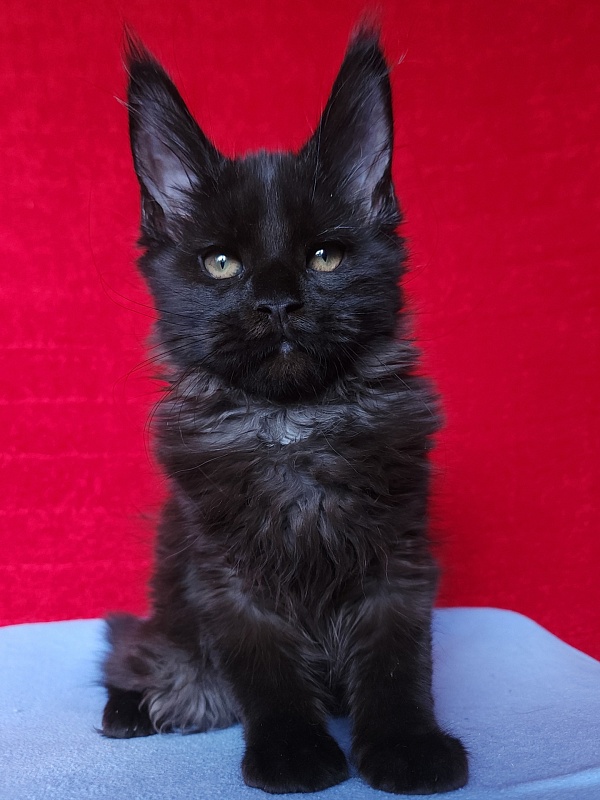 Lester Akbars - Kitten maine-coon 2 months 3 weeks